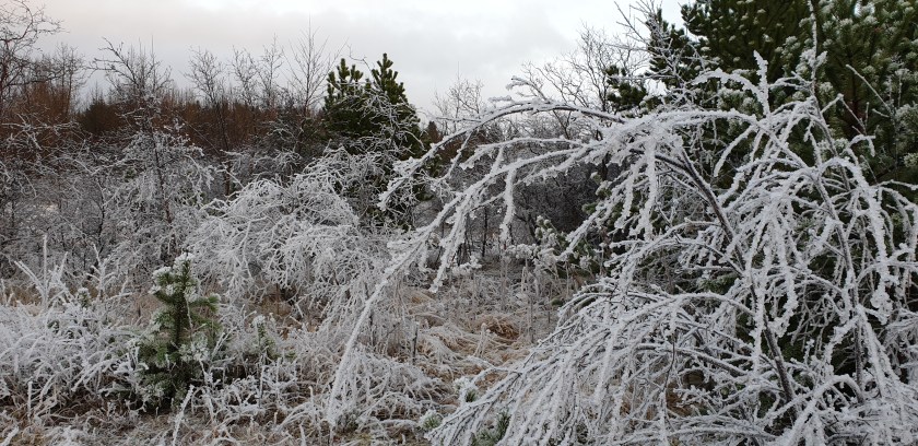 Vetur við Elliðaárnar
